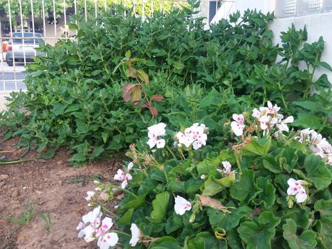 foto 6- Canto da horta, oposto ao morangal, onde há espinafres (também consumidos no refeitório) e uma sardinheira toda florida.